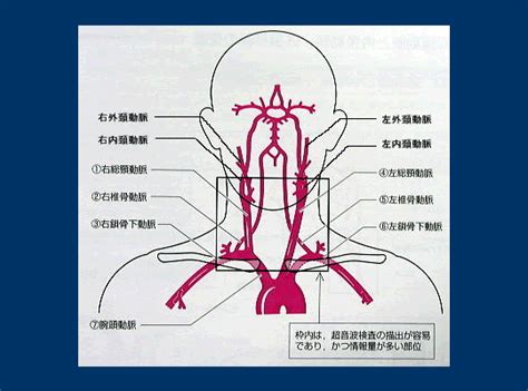 外頸動脈分支口訣|【外頸動脈分支口訣】外頸動脈分支超好記！一看就懂口訣，國考。